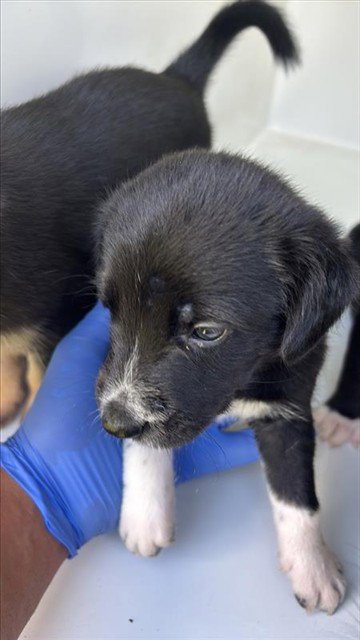 A661735 - Labrador Retriever available for adoption