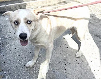 BLUE - Labrador Retriever / Husky available for adoption