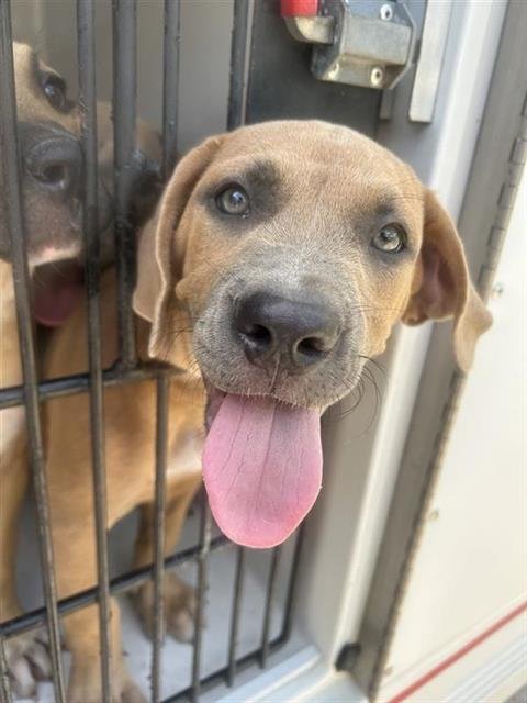 A658383 - Pit Bull Terrier available for adoption