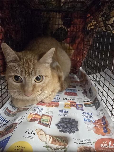 BITTY - Domestic Short Hair for adoption in The Woodlands