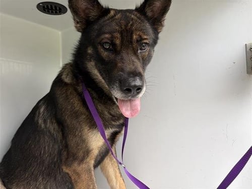 A657881 - German Shepherd Dog available for adoption