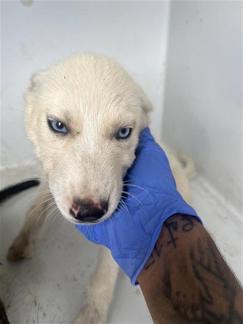 A658538 - Husky available for adoption