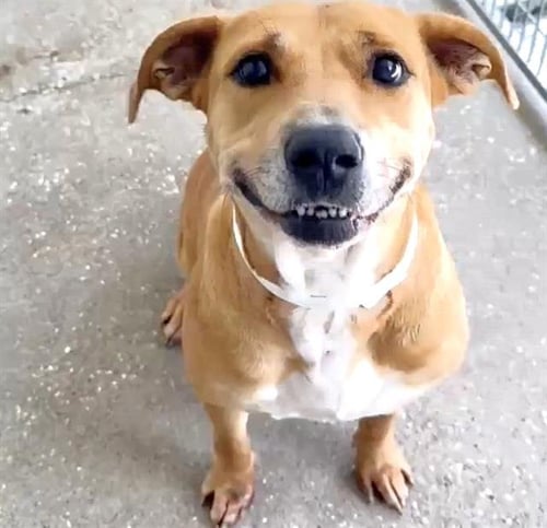 A661037 - Pit Bull Terrier available for adoption