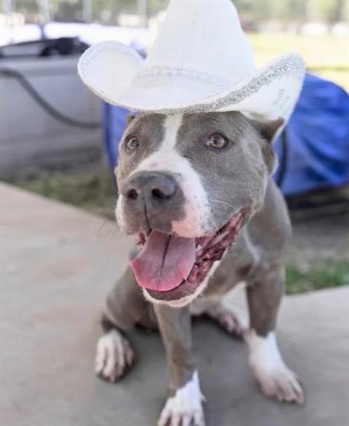 AMANDA - Pit Bull Terrier available for adoption