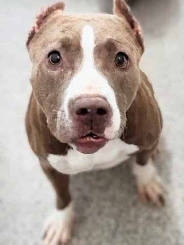 A660091 - Pit Bull Terrier available for adoption