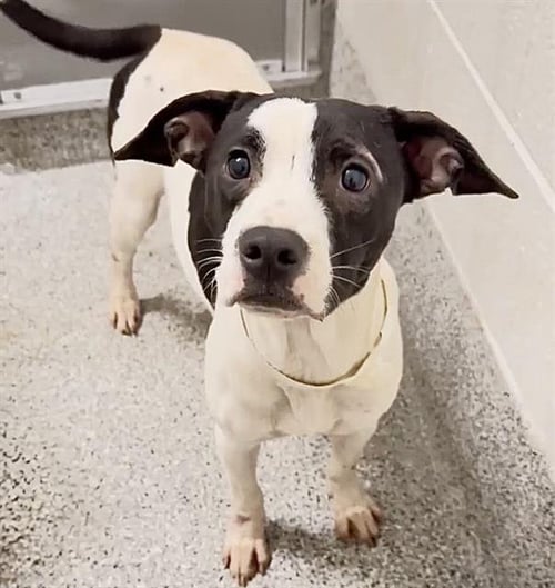 A661915 - Pit Bull Terrier available for adoption