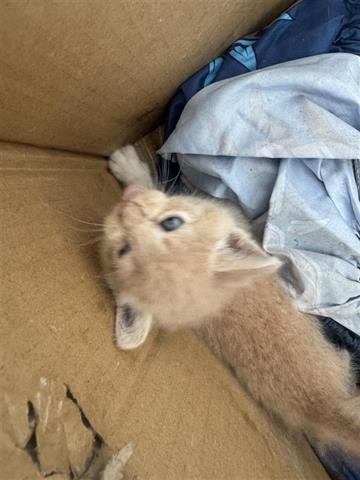 A656199 - Domestic Short Hair available for adoption
