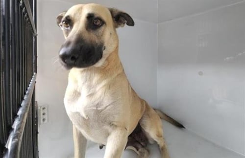 A662982 - German Shepherd Dog available for adoption