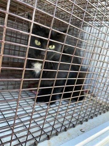 A649728 - Domestic Medium Hair available for adoption