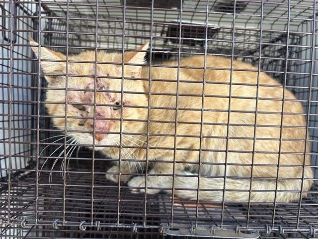 A649416 - Domestic Short Hair available for adoption