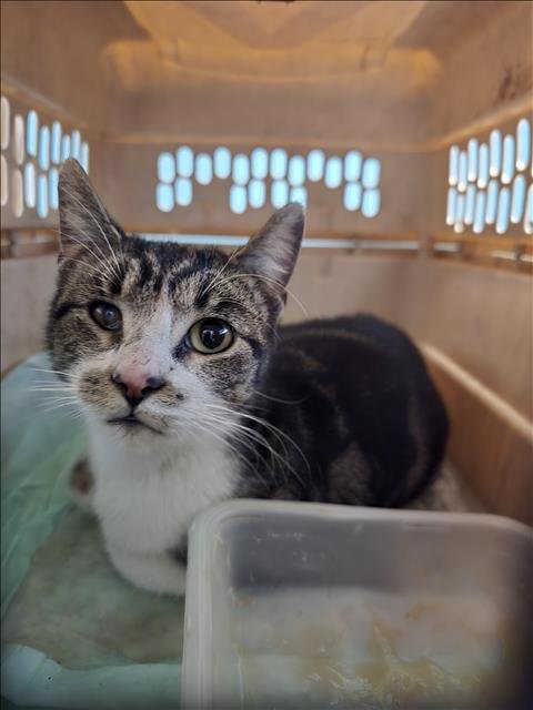 A650065 - Domestic Short Hair available for adoption