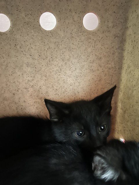 BINX Image