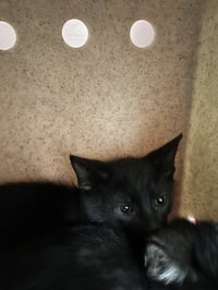 BINX - Photo 1