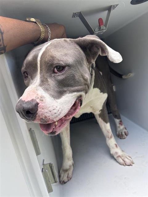 BIG BOY - Pit Bull Terrier available for adoption