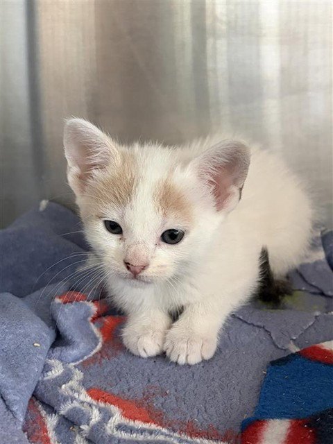 A660622 - Domestic Short Hair available for adoption