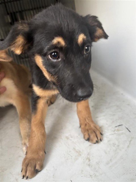 A660967 - German Shepherd Dog available for adoption
