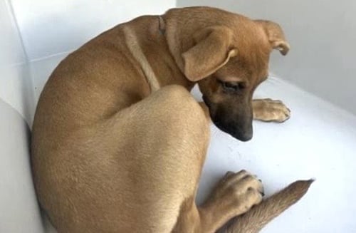 A662360 - Labrador Retriever available for adoption