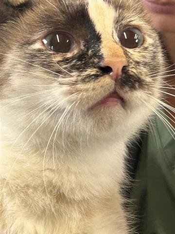 A650460 - Domestic Short Hair available for adoption