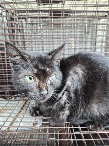 A648916 - Domestic Short Hair available for adoption