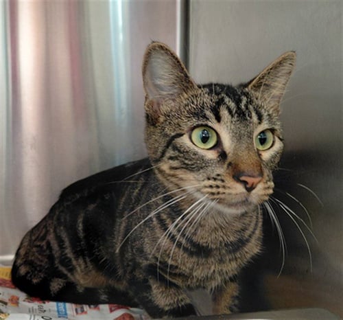 TABITHA - Domestic Short Hair available for adoption