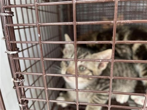 A657107 - Domestic Short Hair available for adoption