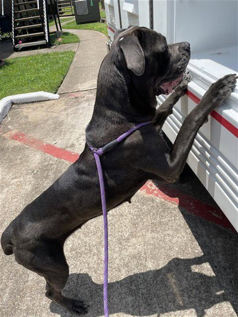 A658055 - Cane Corso Mastiff available for adoption
