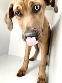 RIGBY - Photo 1