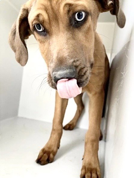 RIGBY - Rhodesian Ridgeback / Redbone Coonhound available for adoption