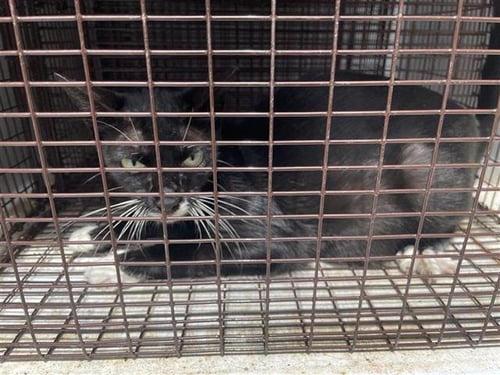 A657445 - Domestic Short Hair available for adoption