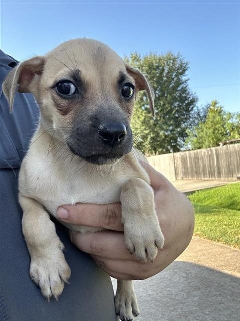 A661932 - Labrador Retriever available for adoption