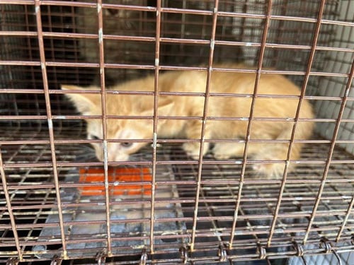 A661525 - Domestic Short Hair available for adoption