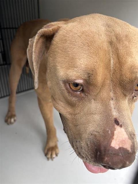 TUGG - Pit Bull Terrier available for adoption