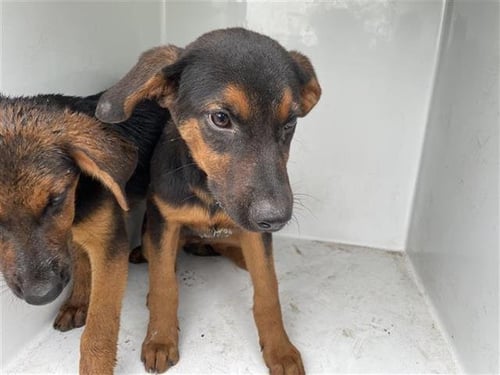 A657929 - German Shepherd Dog available for adoption