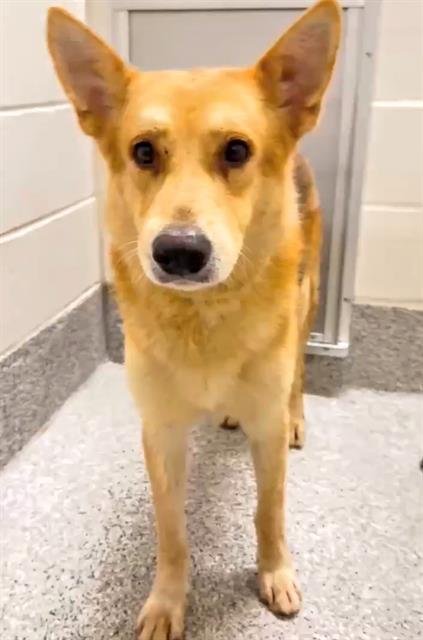 A661058 - Shiba Inu / German Shepherd Dog available for adoption