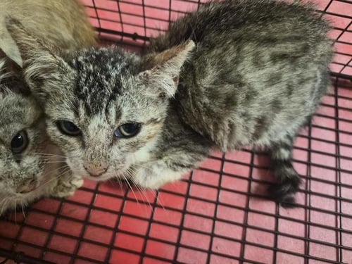 CHEERIO - Domestic Short Hair available for adoption