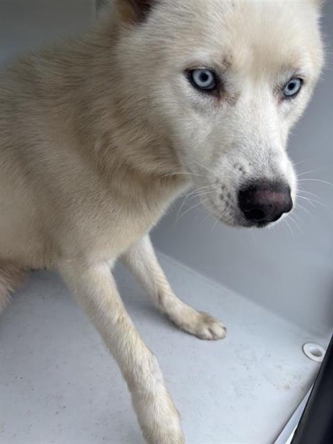 CALLAN - Siberian Husky available for adoption