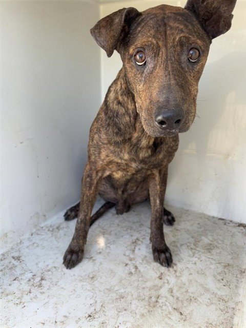 A655240 - American Staffordshire Terrier available for adoption