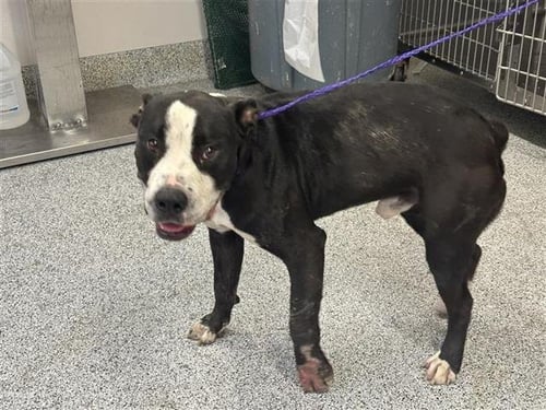 A657050 - Pit Bull Terrier available for adoption