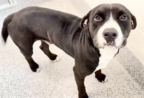 A659887 - Pit Bull Terrier available for adoption