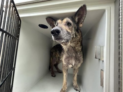 BRODY - German Shepherd Dog available for adoption