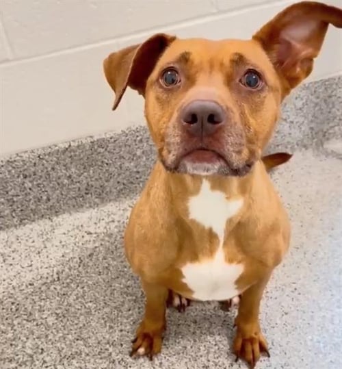 MOCHA - Pit Bull Terrier available for adoption