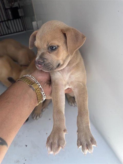 A658067 - Black Mouth Cur available for adoption