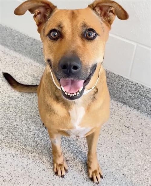 ANITA - German Shepherd Dog available for adoption