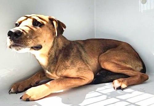 A660470 - Staffordshire Bull Terrier available for adoption