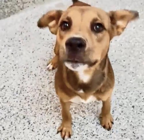 A660470 - Staffordshire Bull Terrier available for adoption
