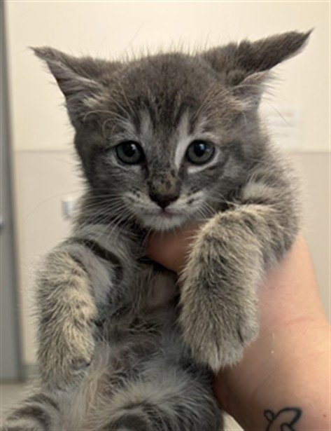 KITTEN  2 - Domestic Short Hair available for adoption