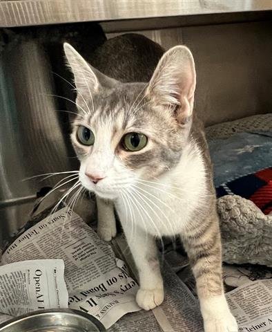 DAHLIA - Domestic Short Hair available for adoption