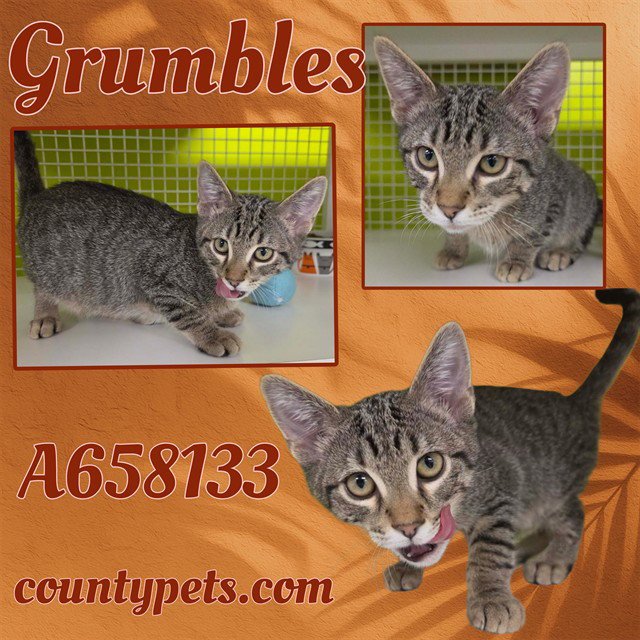 GRUMBLES Image