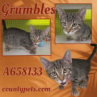 GRUMBLES - Photo 1