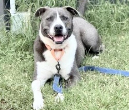 LEVI - Staffordshire Bull Terrier available for adoption